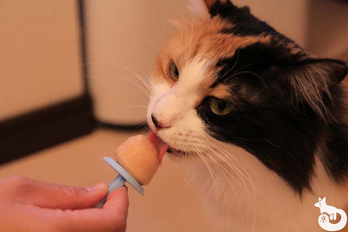 猫カフェTiME(タイム)の猫|