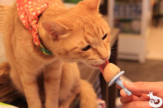 猫カフェTiME(タイム)の猫|