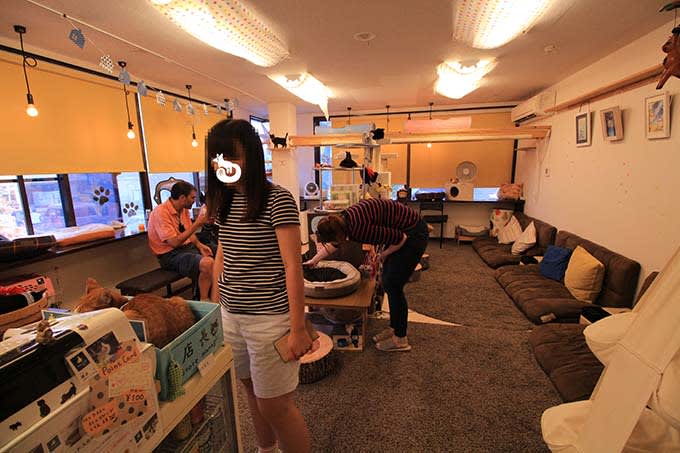 猫カフェTiME(タイム)の店内の様子|入り口からの様子