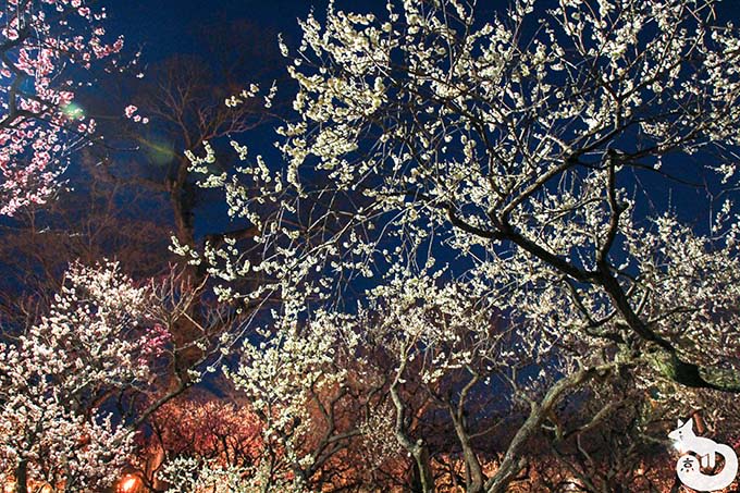 北野天満宮 梅のライトアップ ライトアップ開始