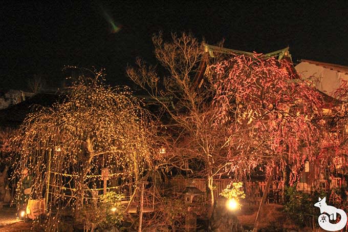 北野天満宮 梅のライトアップ 庭園