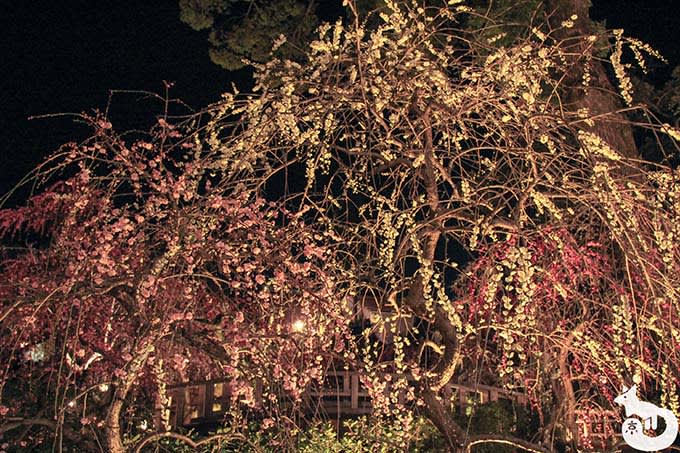 北野天満宮 梅のライトアップ 梅の花