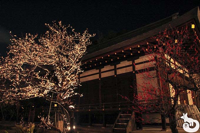北野天満宮 梅のライトアップ 庭園