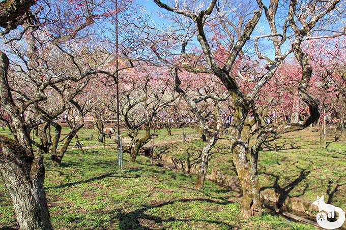 北野天満宮の梅鑑賞|梅苑の様子