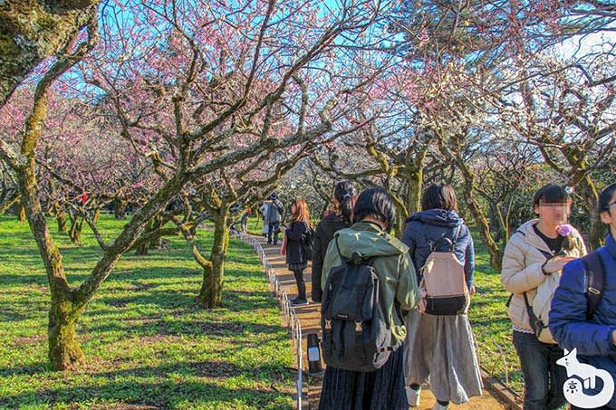 北野天満宮の梅鑑賞|梅苑の梅
