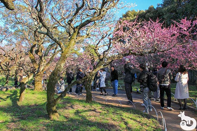 北野天満宮の梅鑑賞|梅を撮影する人