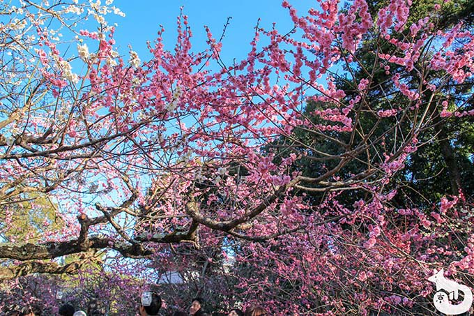 北野天満宮の梅鑑賞|満開の梅