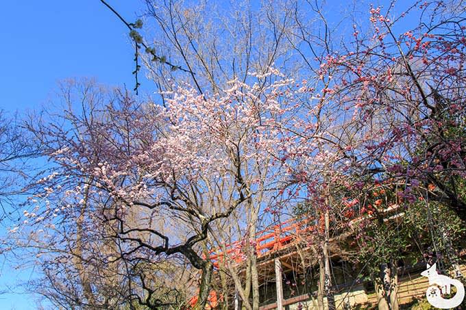 北野天満宮の梅鑑賞|御土居の梅