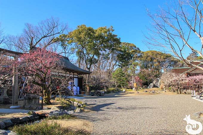 北野天満宮の梅鑑賞|庭園の梅