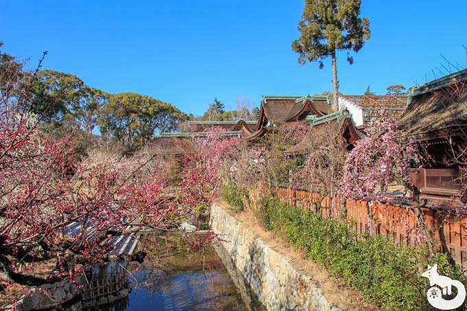 北野天満宮の梅鑑賞|庭園の梅