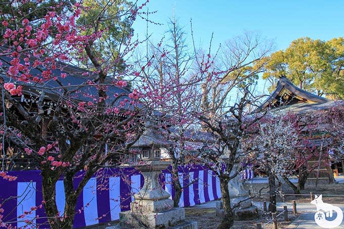 北野天満宮の梅鑑賞|摂社・末社にある梅