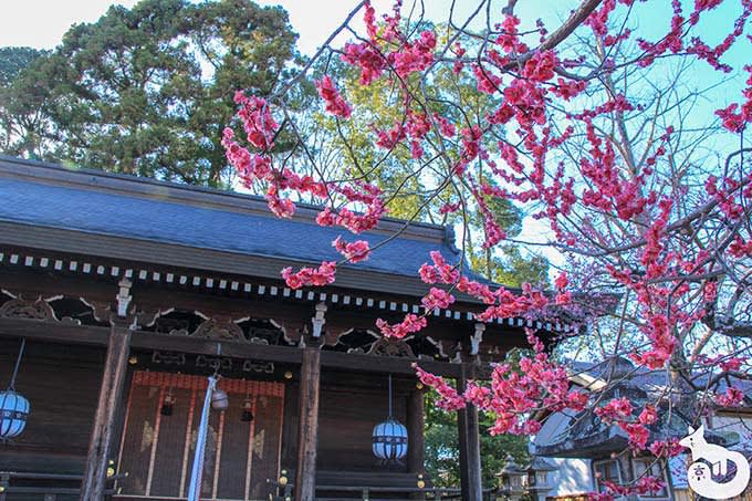 北野天満宮の梅鑑賞|摂社・末社にある梅