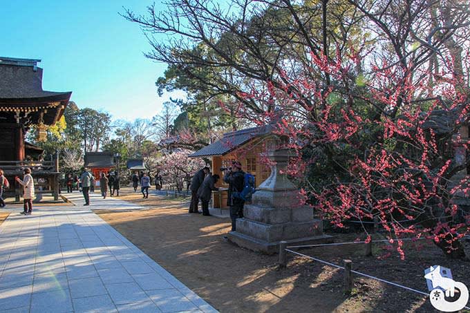 北野天満宮の梅鑑賞|摂社・末社にある梅