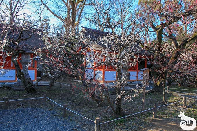 北野天満宮の梅鑑賞|梅「思いのまま」