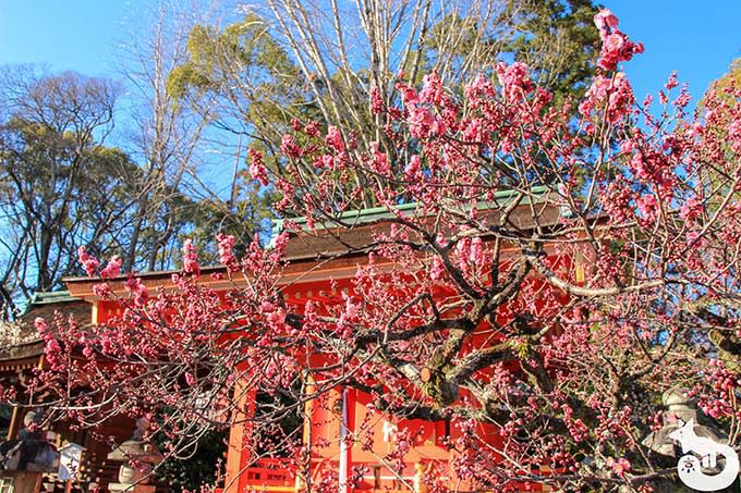 北野天満宮の梅鑑賞|摂社・末社にある梅