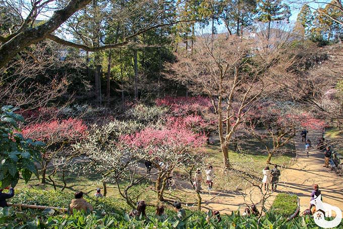 北野天満宮|御土居の混雑状況
