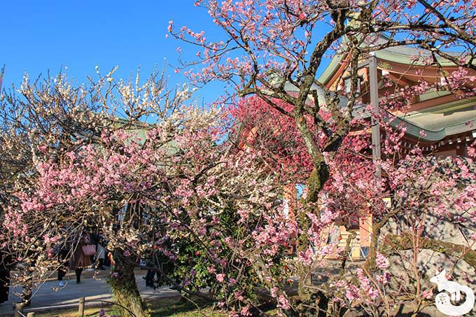 北野天満宮の梅鑑賞|宝物殿付近にある梅
