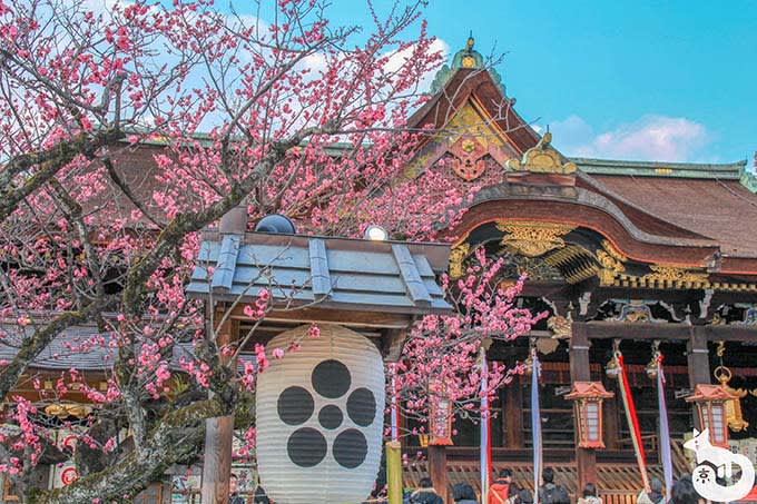 北野天満宮の梅鑑賞|ご神木の梅「紅和魂梅」