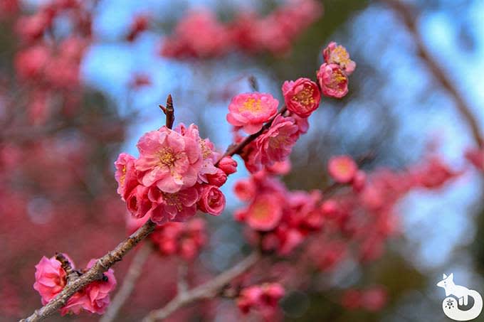 北野天満宮の梅鑑賞|ご神木の梅「紅和魂梅」