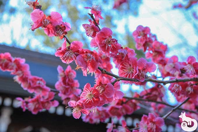 北野天満宮の梅鑑賞|ピンクの梅