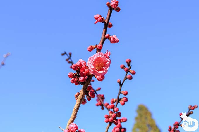 北野天満宮の梅鑑賞|紅梅