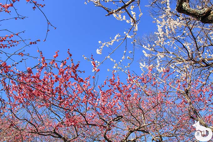 北野天満宮の梅鑑賞|白とピンクの梅の組み合わせ