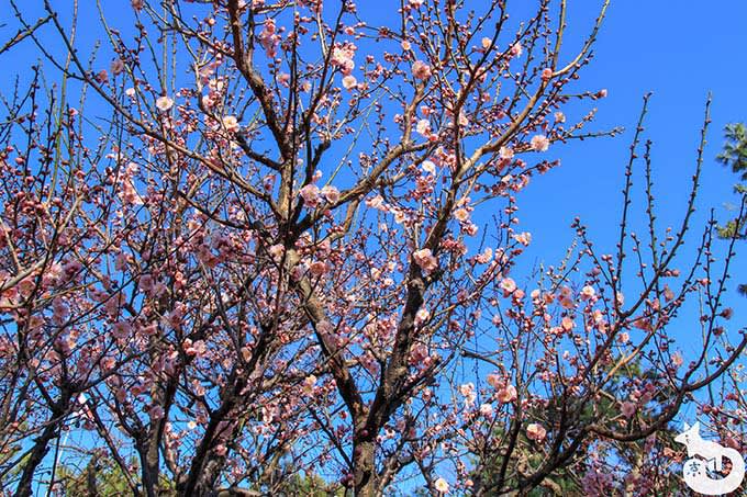 北野天満宮の梅鑑賞|ピンクの梅