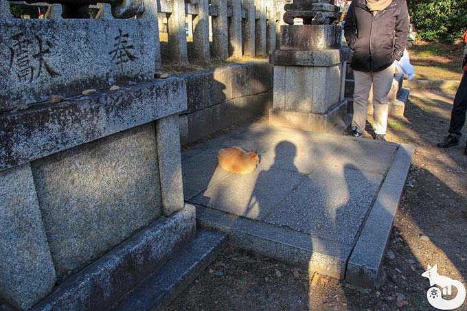 北野天満宮の梅鑑賞|一の鳥居付近にいる猫