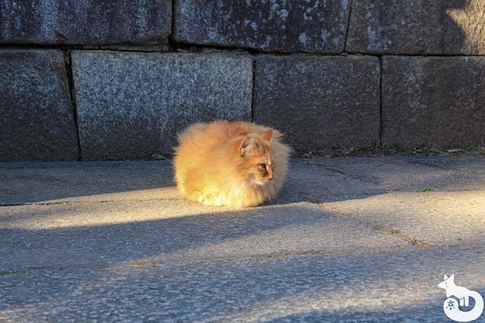 北野天満宮の梅鑑賞|猫