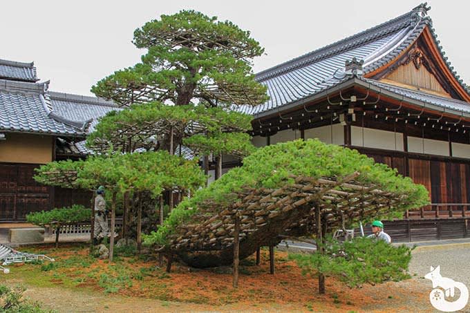 金閣寺 陸舟の松
