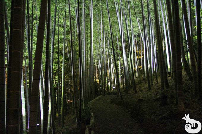 高台寺 竹林