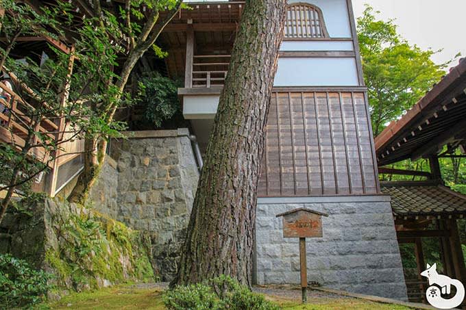 永観堂 三鈷の松