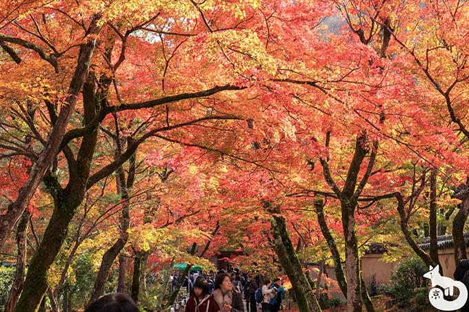 宝厳院 もみじのトンネル