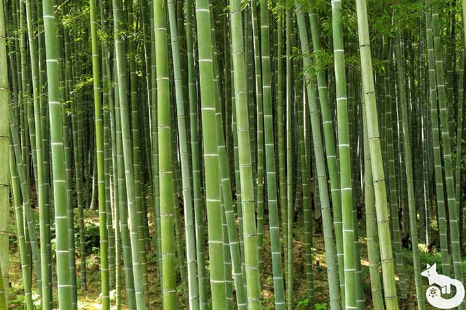 天龍寺 竹林