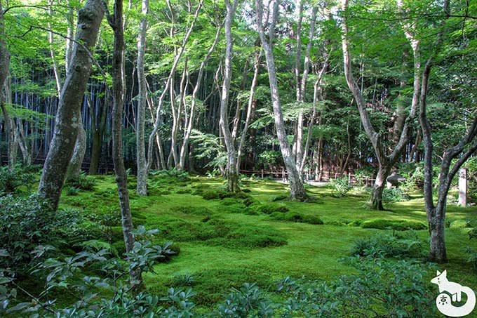 祇王寺 苔庭(夏)