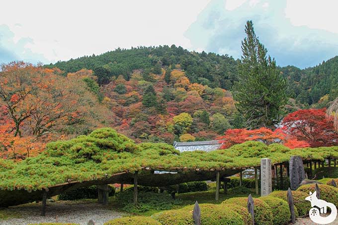 善峯寺 遊龍の松