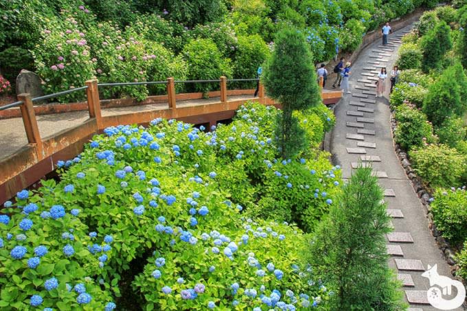 善峯寺 桜あじさい苑