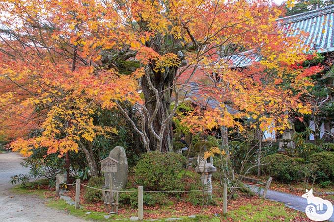 西明寺 高野槙