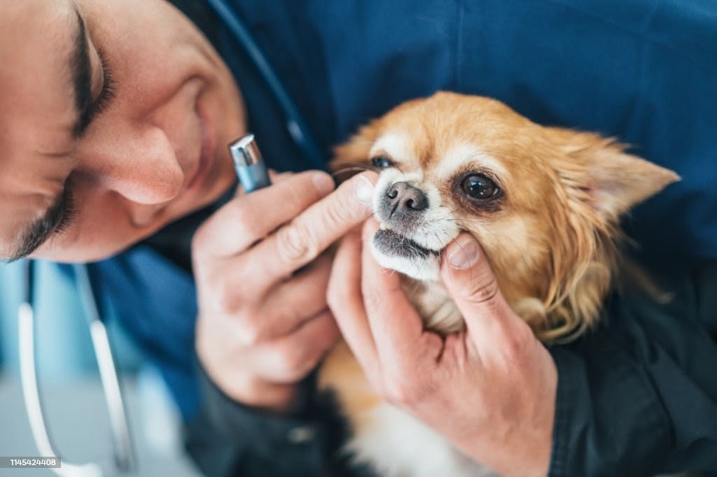 Senior Dog Not Eating — Should I Be Worried?