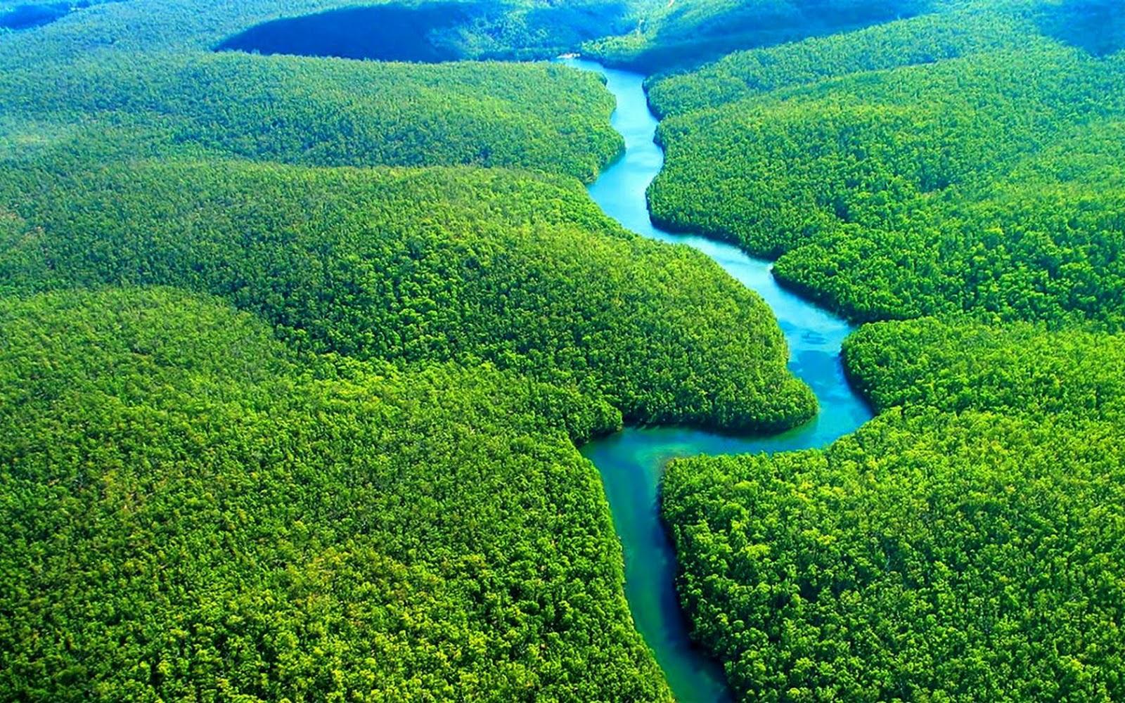 Amazon Rainforest https://res.cloudinary.com/duza9jnrs/images/w_640,h_480,c_scale/f_auto,q_auto/v1738236050/Amazon-Rainforest/Amazon-Rainforest.jpg?_i=AA