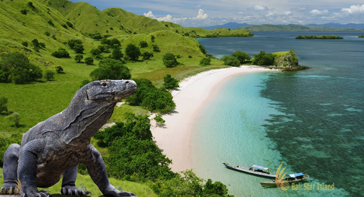 Komodo https://res.cloudinary.com/duza9jnrs/images/w_640,h_480,c_scale/f_auto,q_auto/v1738239222/Komodo/Komodo.jpg?_i=AA