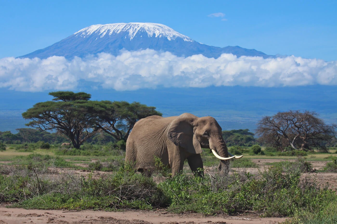 Mount-Kilimanjaro-elephant https://res.cloudinary.com/duza9jnrs/images/w_640,h_480,c_scale/f_auto,q_auto/v1738239390/Mount-Kilimanjaro-elephant/Mount-Kilimanjaro-elephant.jpg?_i=AA