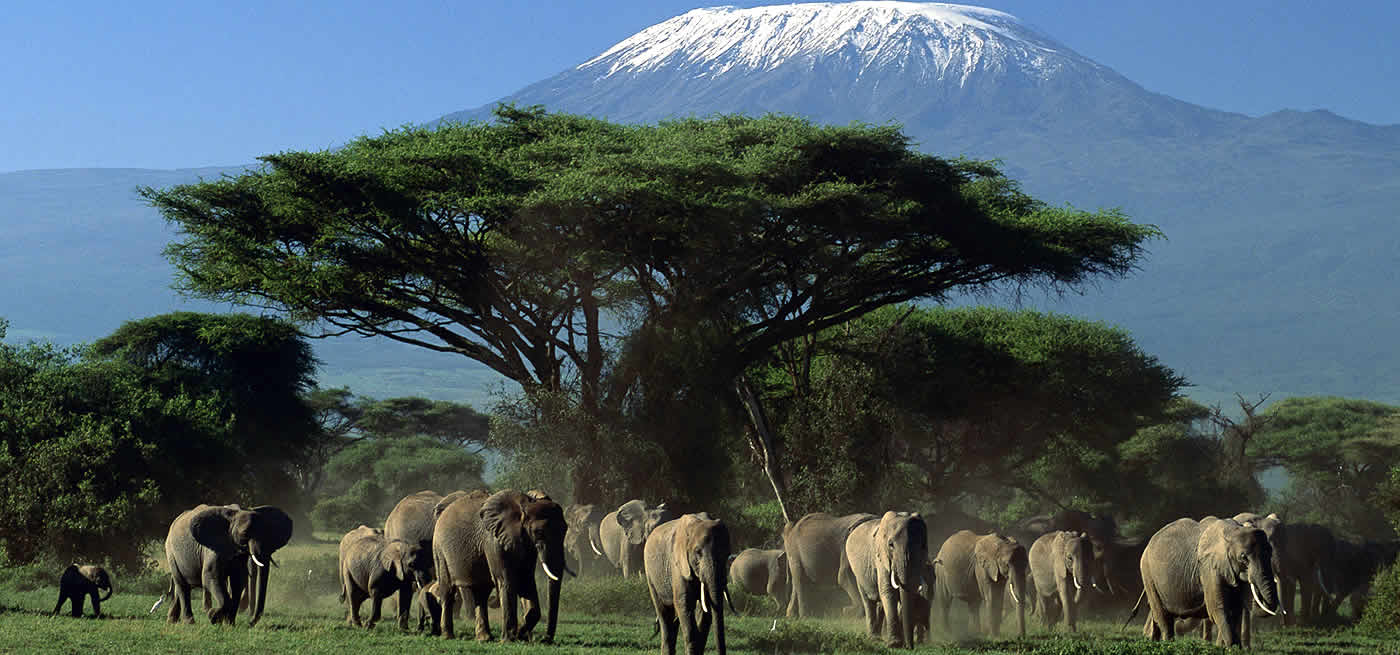 Amboseli National Park https://res.cloudinary.com/duza9jnrs/images/w_640,h_480,c_scale/f_auto,q_auto/v1738239705/Amboseli-National-Park/Amboseli-National-Park.jpg?_i=AA