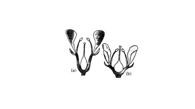 Question illustration