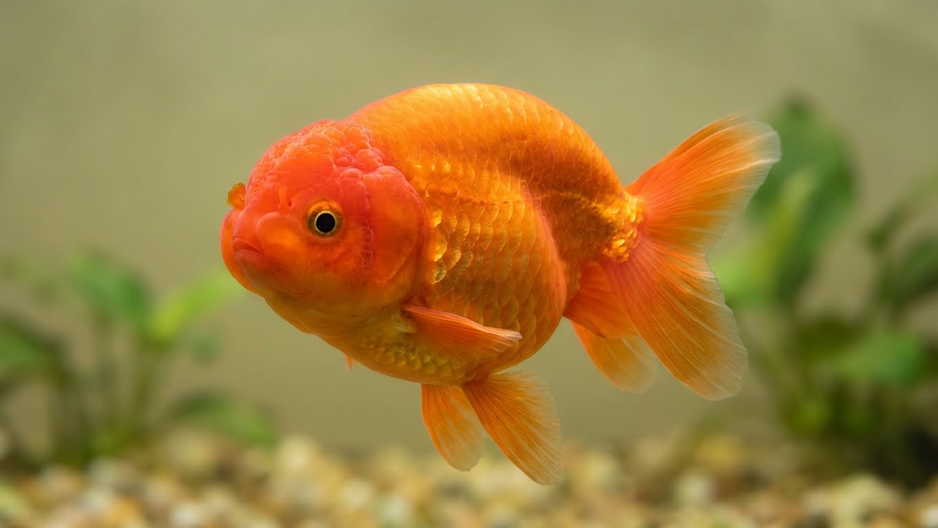 Goldfish Ranchu