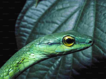 Змеи: в Пермском Политехе рассказали об инженерном вдохновении и пользе ядовитых рептилий