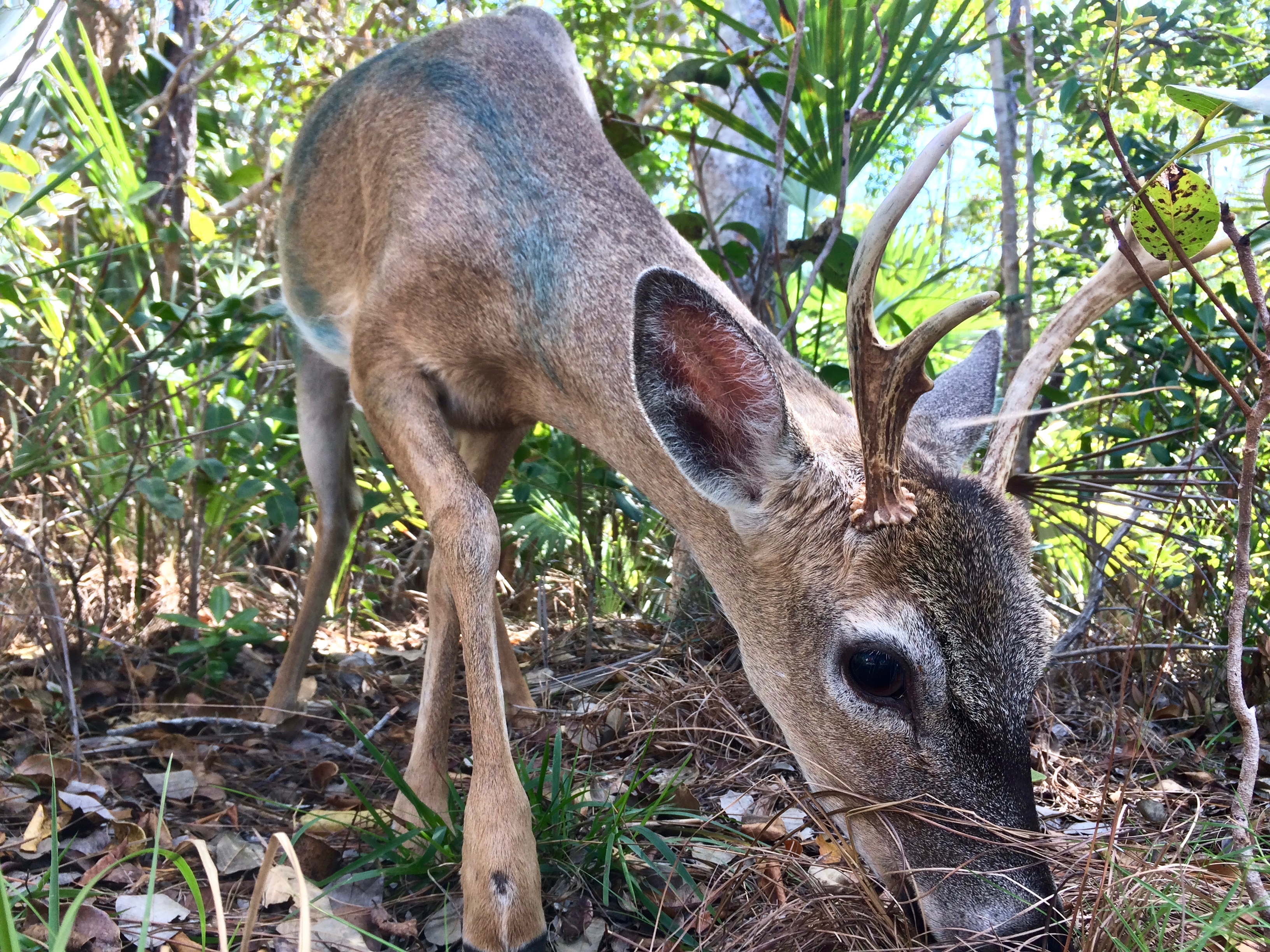 A key deer buck