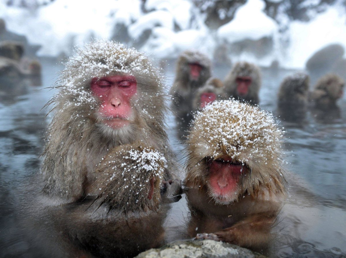 Snow monkeys at Jigokudani Monkey Park in winter