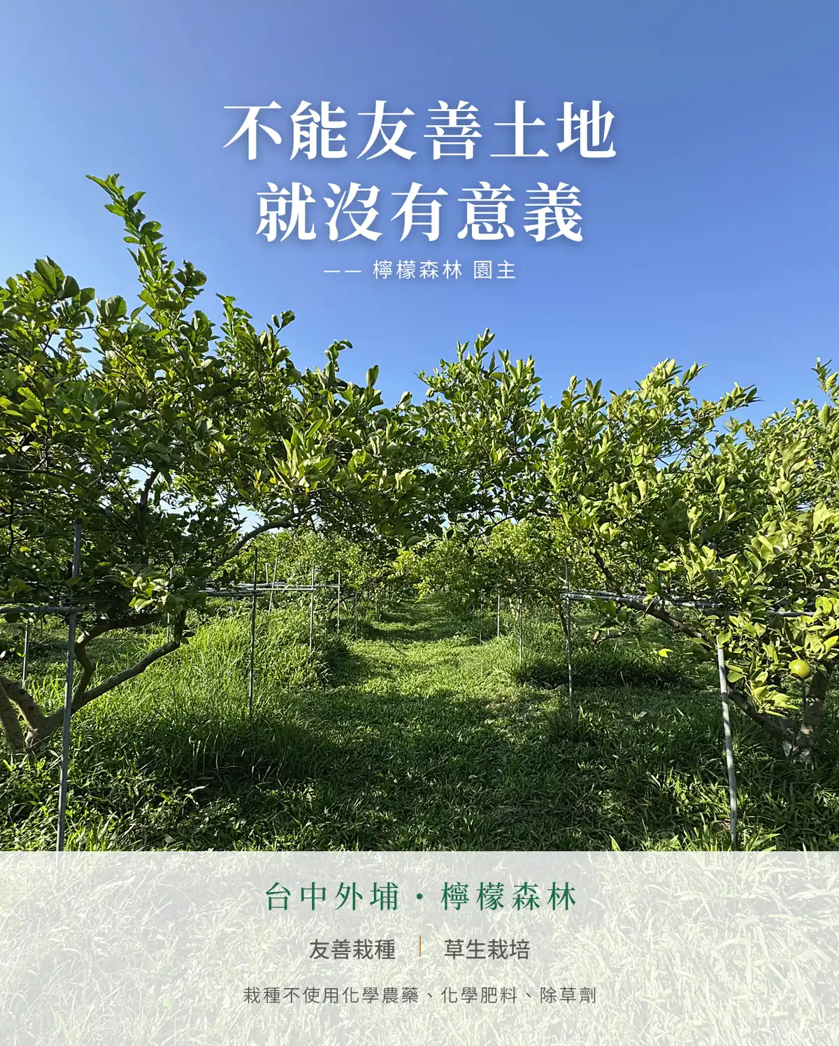 台中外埔檸檬森林的果園，檸檬樹下長滿草，標題「不能友善土地，就沒有意義」，標示友善栽種、草生栽培。