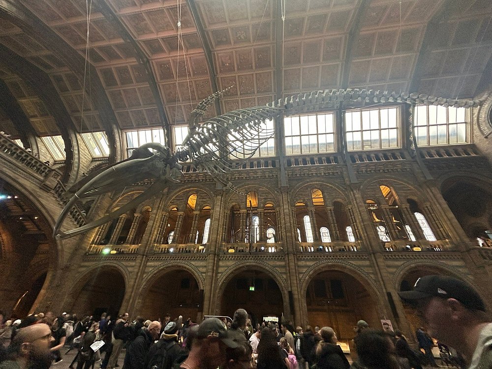 Natural History Museum (South Kensington)
